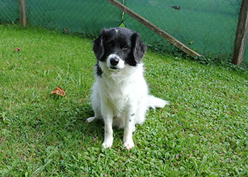 Ferienhunde auf der Parson Russell Terrier Zucht