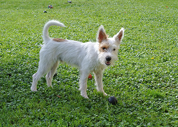Ferienhunde auf der Parson Russell Terrier Zucht
