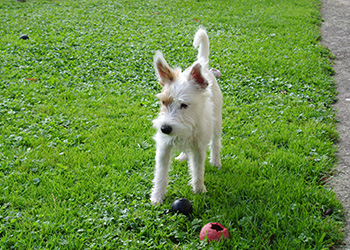 Ferienhunde auf der Parson Russell Terrier Zucht