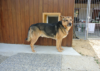 Ferienhunde auf der Parson Russell Terrier Zucht