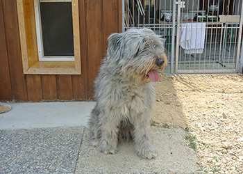 Ferienhunde auf der Parson Russell Terrier Zucht