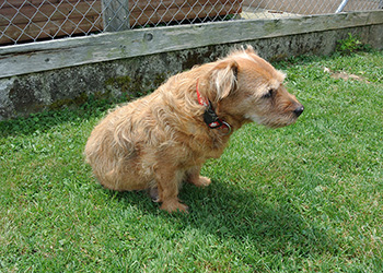Ferienhunde auf der Parson Russell Terrier Zucht