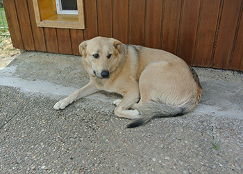 Ferienhunde auf der Parson Russell Terrier Zucht