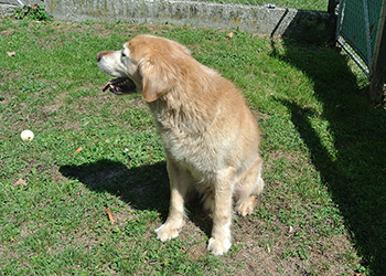 Ferienhunde auf der Parson Russell Terrier Zucht