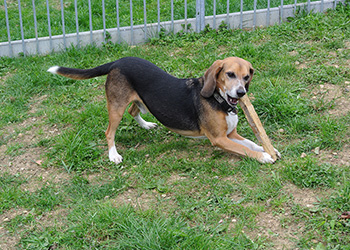 Ferienhunde auf der Parson Russell Terrier Zucht