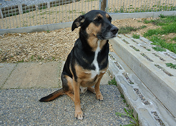 Ferienhunde auf der Parson Russell Terrier Zucht