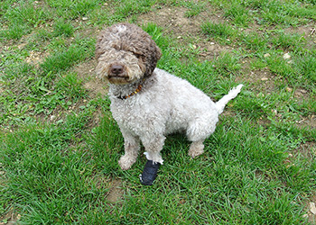 Ferienhunde auf der Parson Russell Terrier Zucht