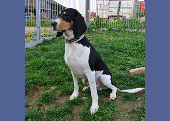 Ferienhunde auf der Parson Russell Terrier Zucht