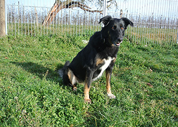Ferienhunde auf der Parson Russell Terrier Zucht