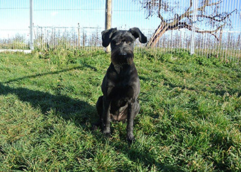 Ferienhunde auf der Parson Russell Terrier Zucht