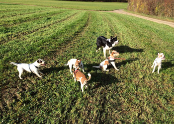 Ferienhunde auf der Parson Russell Terrier Zucht