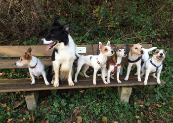 Ferienhunde auf der Parson Russell Terrier Zucht