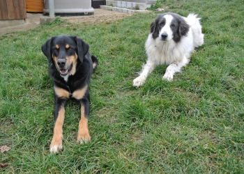 Ferienhunde auf der Parson Russell Terrier Zucht