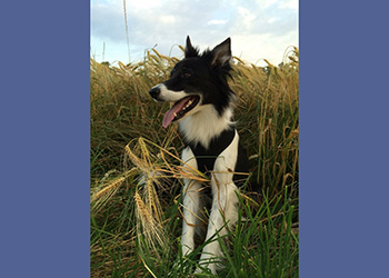 Ferienhunde auf der Parson Russell Terrier Zucht