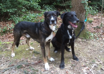 Ferienhunde auf der Parson Russell Terrier Zucht