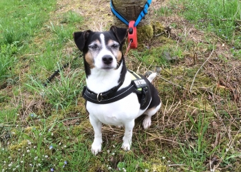 Ferienhunde auf der Parson Russell Terrier Zucht