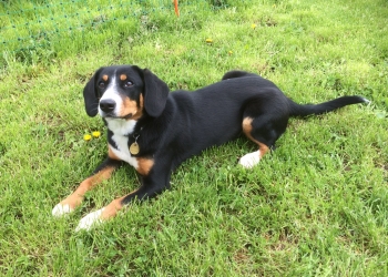 Ferienhunde auf der Parson Russell Terrier Zucht