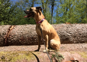 Ferienhunde auf der Parson Russell Terrier Zucht