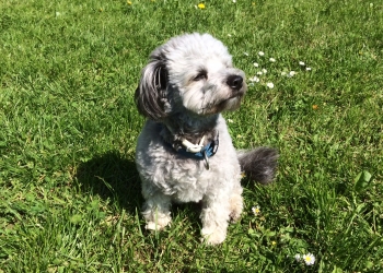 Ferienhunde auf der Parson Russell Terrier Zucht