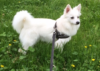 Ferienhunde auf der Parson Russell Terrier Zucht