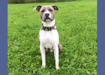 Ferienhunde auf der Parson Russell Terrier Zucht