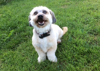 Ferienhunde auf der Parson Russell Terrier Zucht