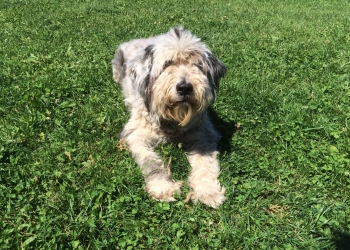 Ferienhunde auf der Parson Russell Terrier Zucht