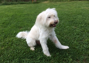 Ferienhunde auf der Parson Russell Terrier Zucht