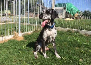 Ferienhunde auf der Parson Russell Terrier Zucht