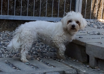 Ferienhunde auf der Parson Russell Terrier Zucht