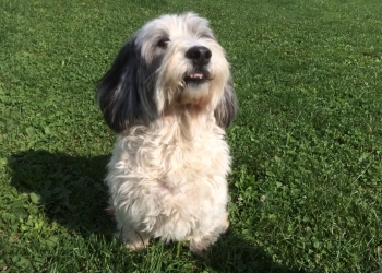 Ferienhunde auf der Parson Russell Terrier Zucht