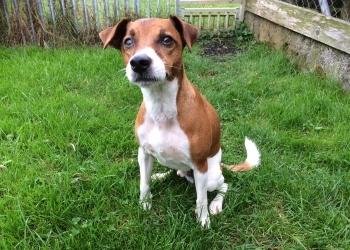 Ferienhunde auf der Parson Russell Terrier Zucht