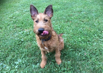 Ferienhunde auf der Parson Russell Terrier Zucht