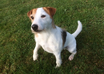 Ferienhunde auf der Parson Russell Terrier Zucht