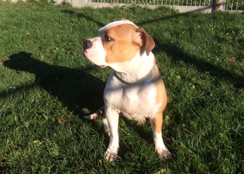 Ferienhunde auf der Parson Russell Terrier Zucht