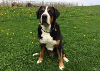 Ferienhunde auf der Parson Russell Terrier Zucht