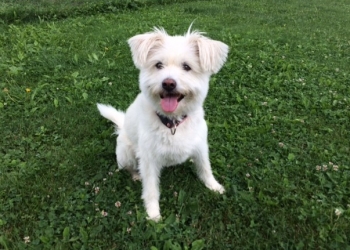 Ferienhunde auf der Parson Russell Terrier Zucht