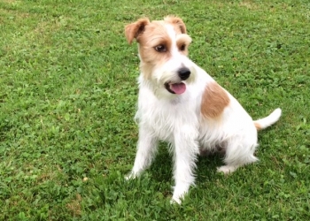 Ferienhunde auf der Parson Russell Terrier Zucht