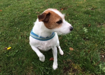 Ferienhunde auf der Parson Russell Terrier Zucht