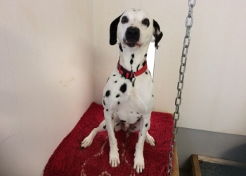 Ferienhunde auf der Parson Russell Terrier Zucht