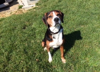 Ferienhunde auf der Parson Russell Terrier Zucht