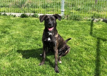 Ferienhunde auf der Parson Russell Terrier Zucht