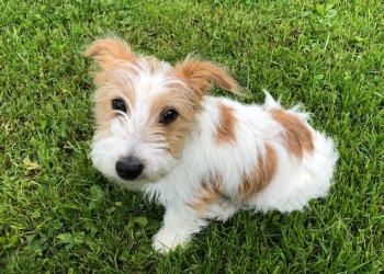 Ferienhunde auf der Parson Russell Terrier Zucht