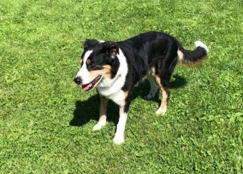 Ferienhunde auf der Parson Russell Terrier Zucht