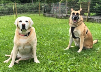Ferienhunde auf der Parson Russell Terrier Zucht