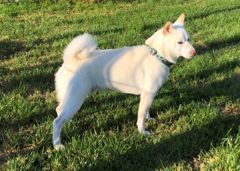 Ferienhunde auf der Parson Russell Terrier Zucht