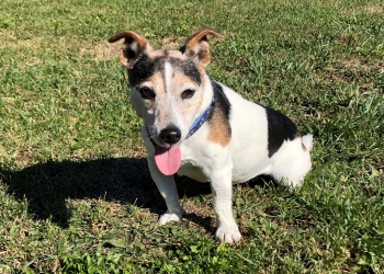 Ferienhunde auf der Parson Russell Terrier Zucht