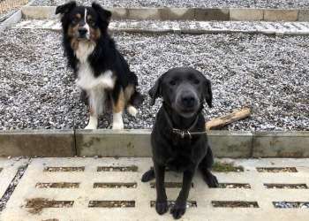 Ferienhunde auf der Parson Russell Terrier Zucht