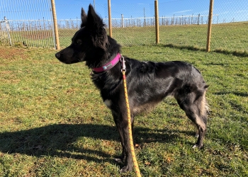 Ferienhunde auf der Parson Russell Terrier Zucht