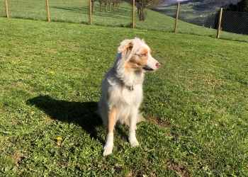 Ferienhunde auf der Parson Russell Terrier Zucht